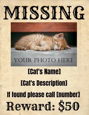 missing cat poster