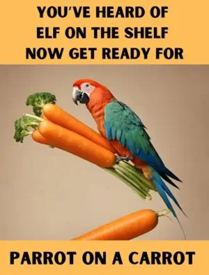 Parrot On A Carrot