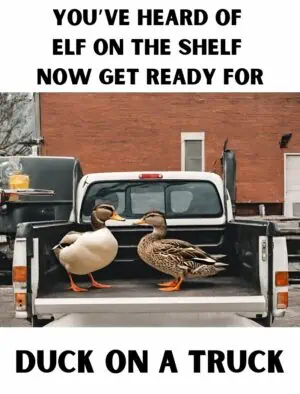 duck on a truck